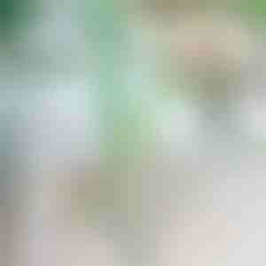 Zaustavljač padanja biljaka | ROOTZI