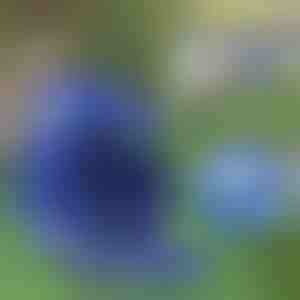 Podesivi reflektirajući pojas i povodac za kućne ljubimce | LEASHNGO