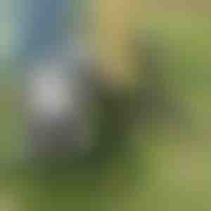 Alat za čupanje korova | ROOTNIK